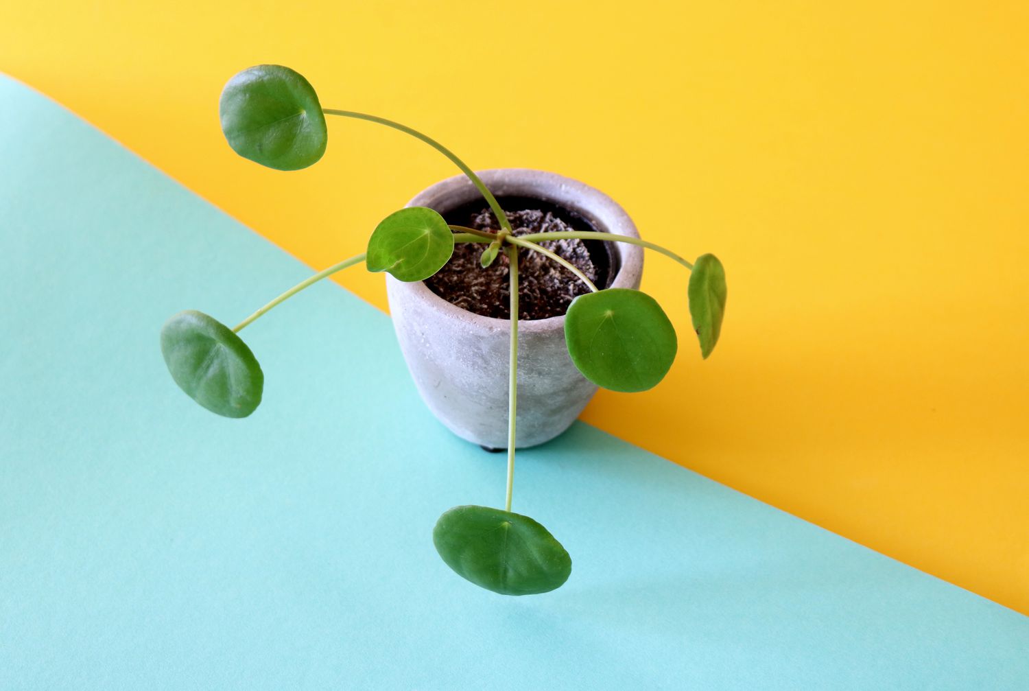 Planta Pilea