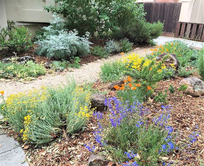 Farbenfrohe einheimische Pflanzen in einem sonnigen kalifornischen Hinterhof mit Kieswegen