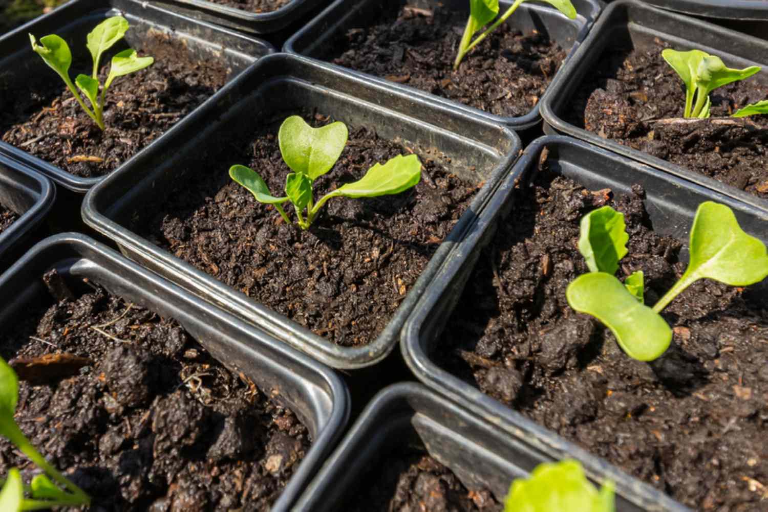 brussels sprouts seedlings