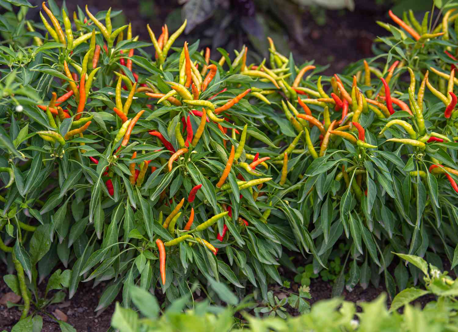 Zierpaprika-Gemüsepflanzen mit dünnen Paprikaschoten in Orange, Gelb und Rot über langen dünnen Blättern