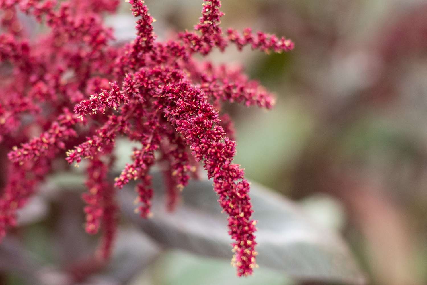 Amaranth-Pflanze mit winzigen weinroten Blüten, die an baumelnden Quasten gebündelt sind, Nahaufnahme