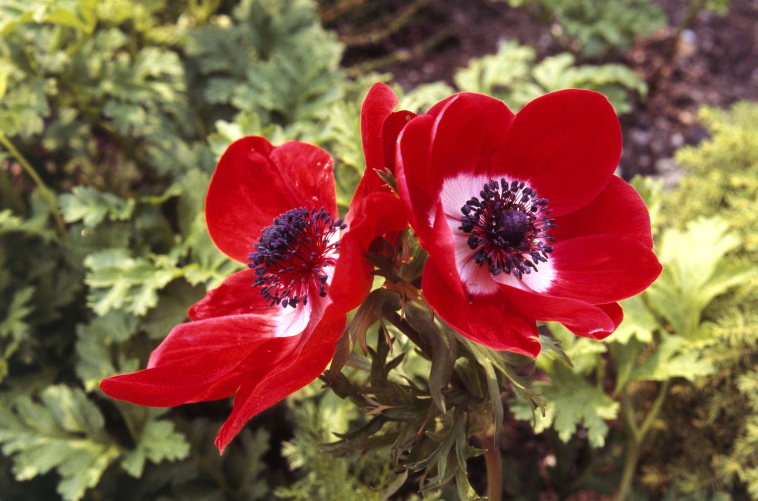 De Caen Anemonen mit roten Blütenblättern