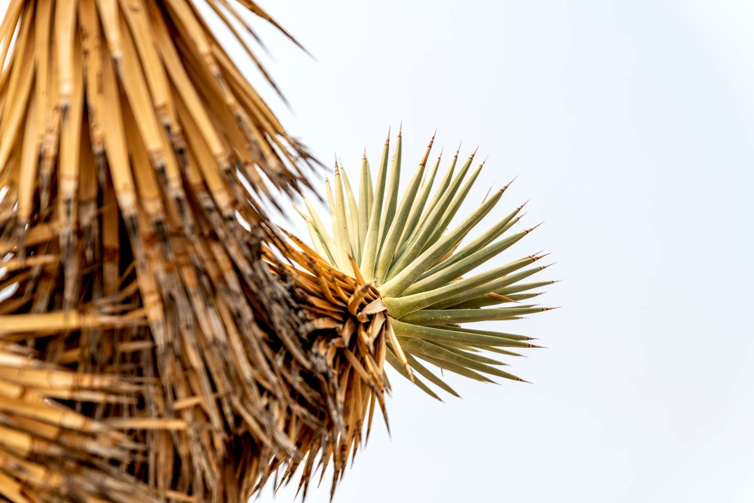 Light green rosette growing from end of branch on Joshua tree