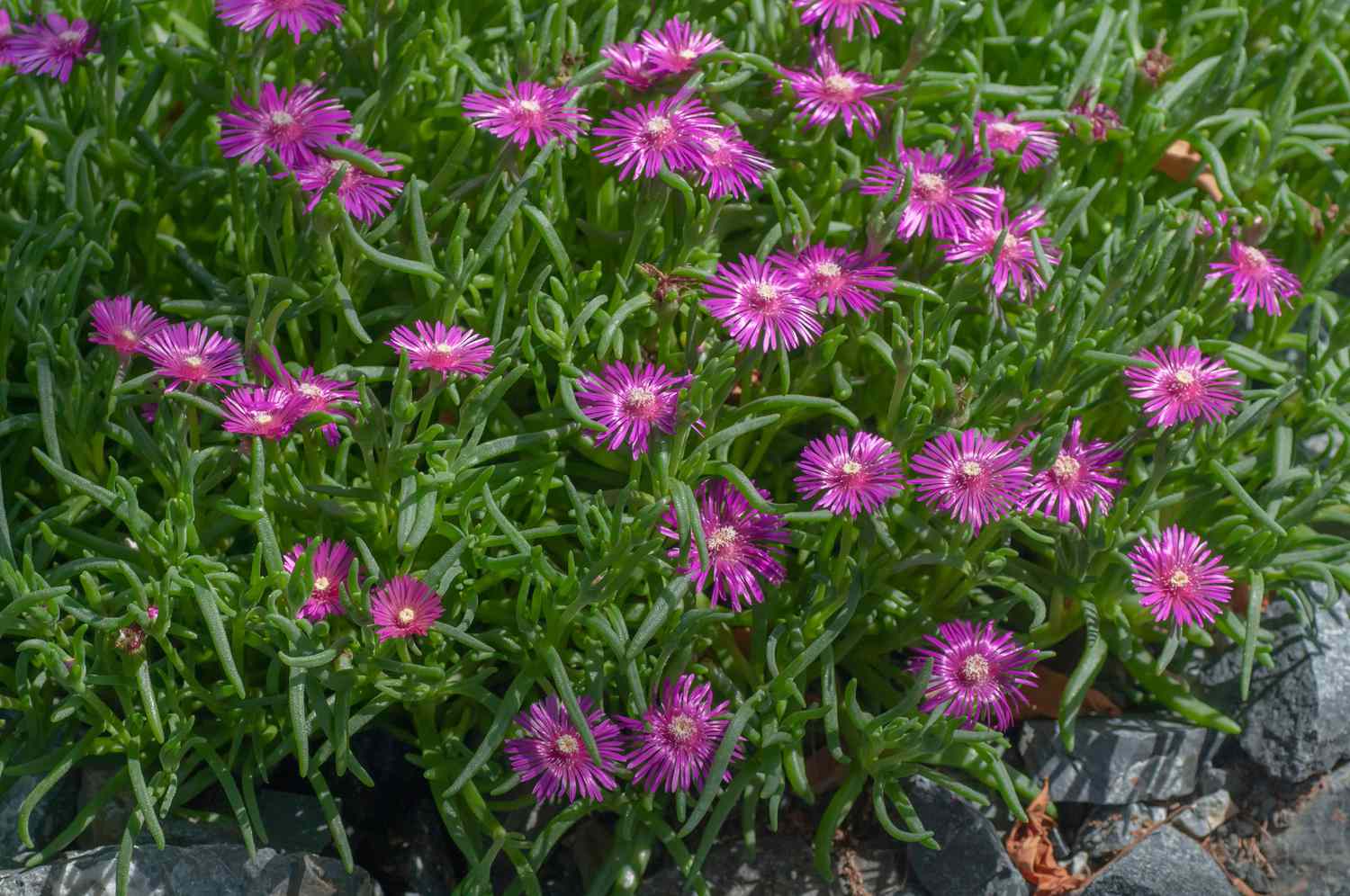 Plante de glace pourpre avec de longues feuilles minces et des pétales rayonnants rose foncé avec des étincelles à la lumière du soleil