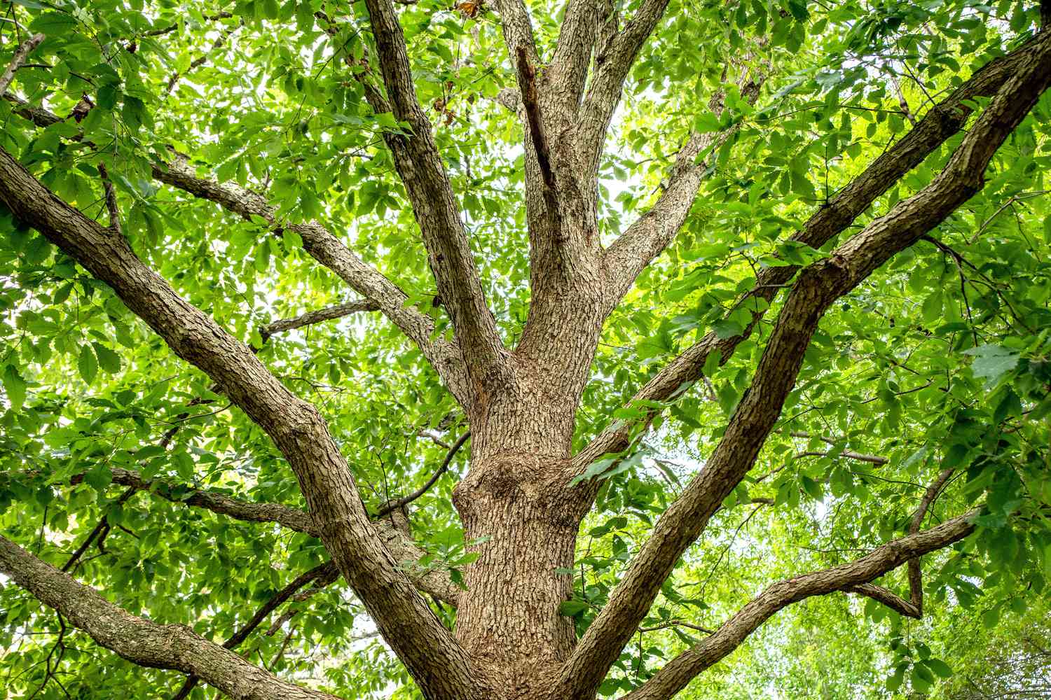 Roble Chinkapin (Quercus muehlenbergii): Guía de plantas autóctonas