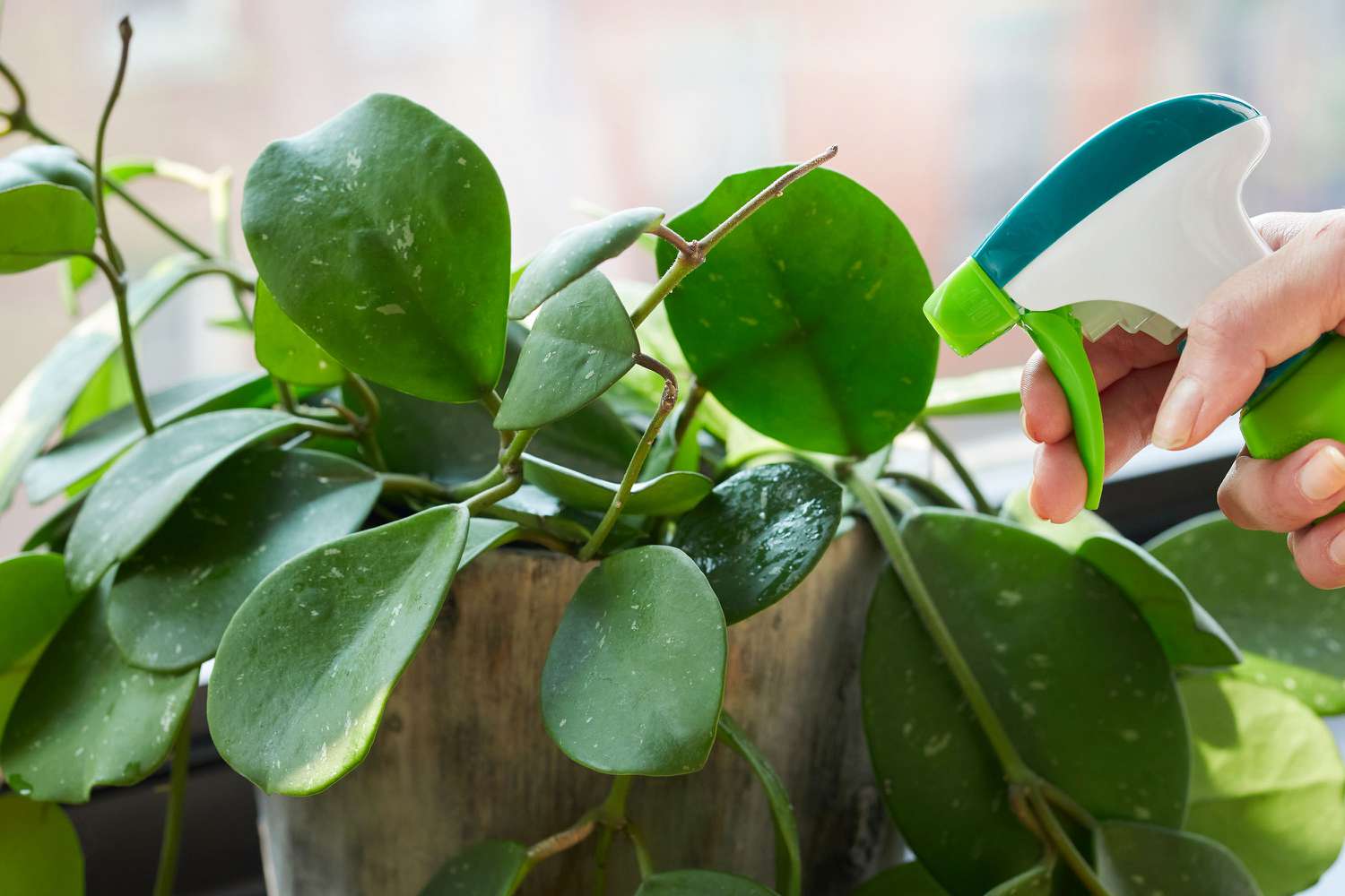 Chemisches Spray zur Bekämpfung von Blattläusen auf Zimmerpflanzen