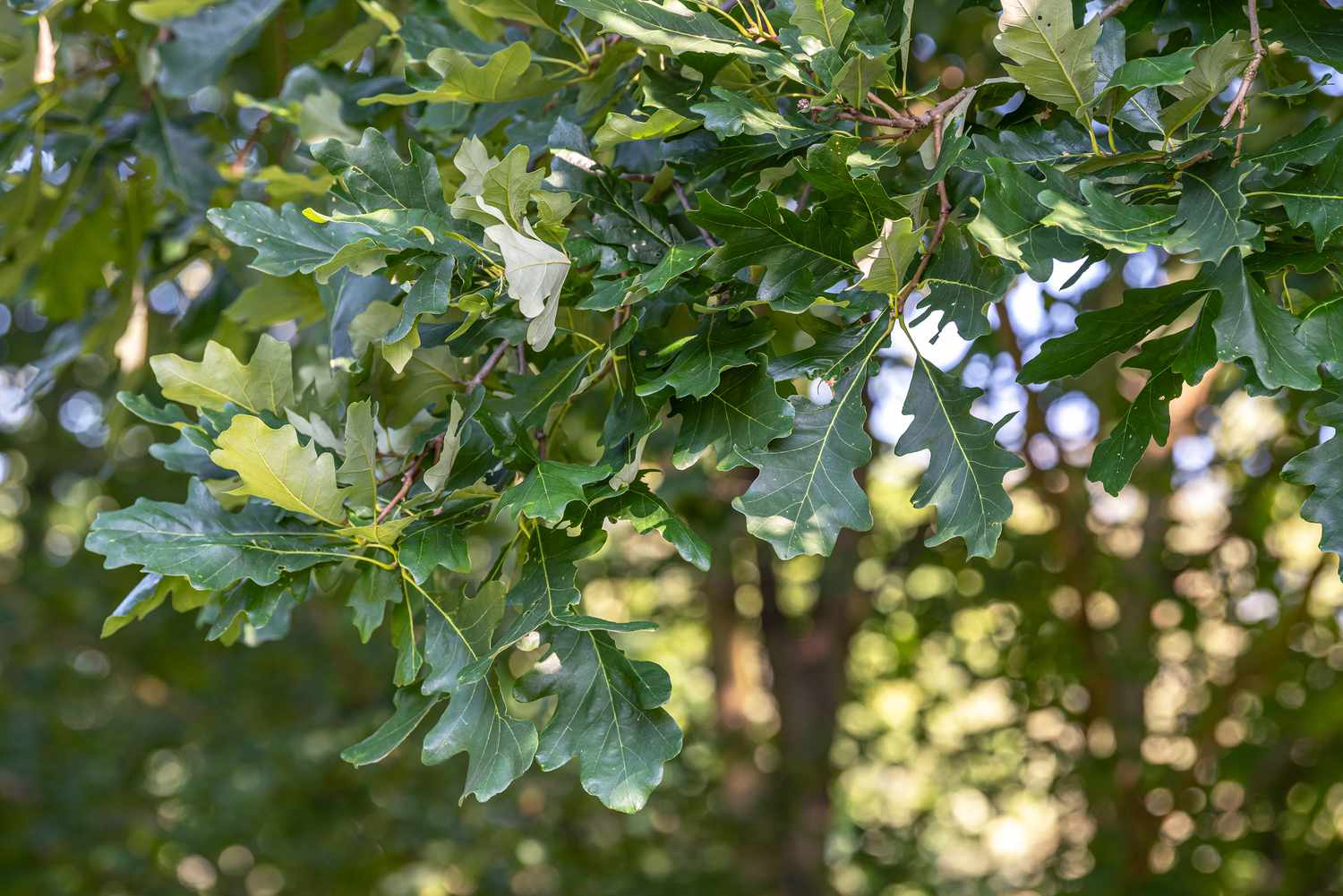 Flaumeiche (Quercus macrocarpa): Leitfaden für einheimische Pflanzen