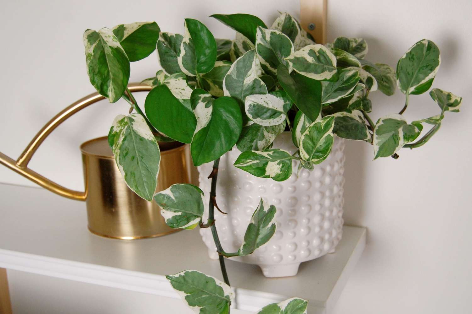 Comment cultiver et prendre soin des pothos perles et jade