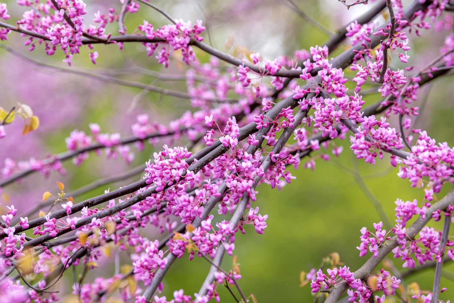 Trauernder Rotbudbaumzweig mit leuchtend rosa Blüten