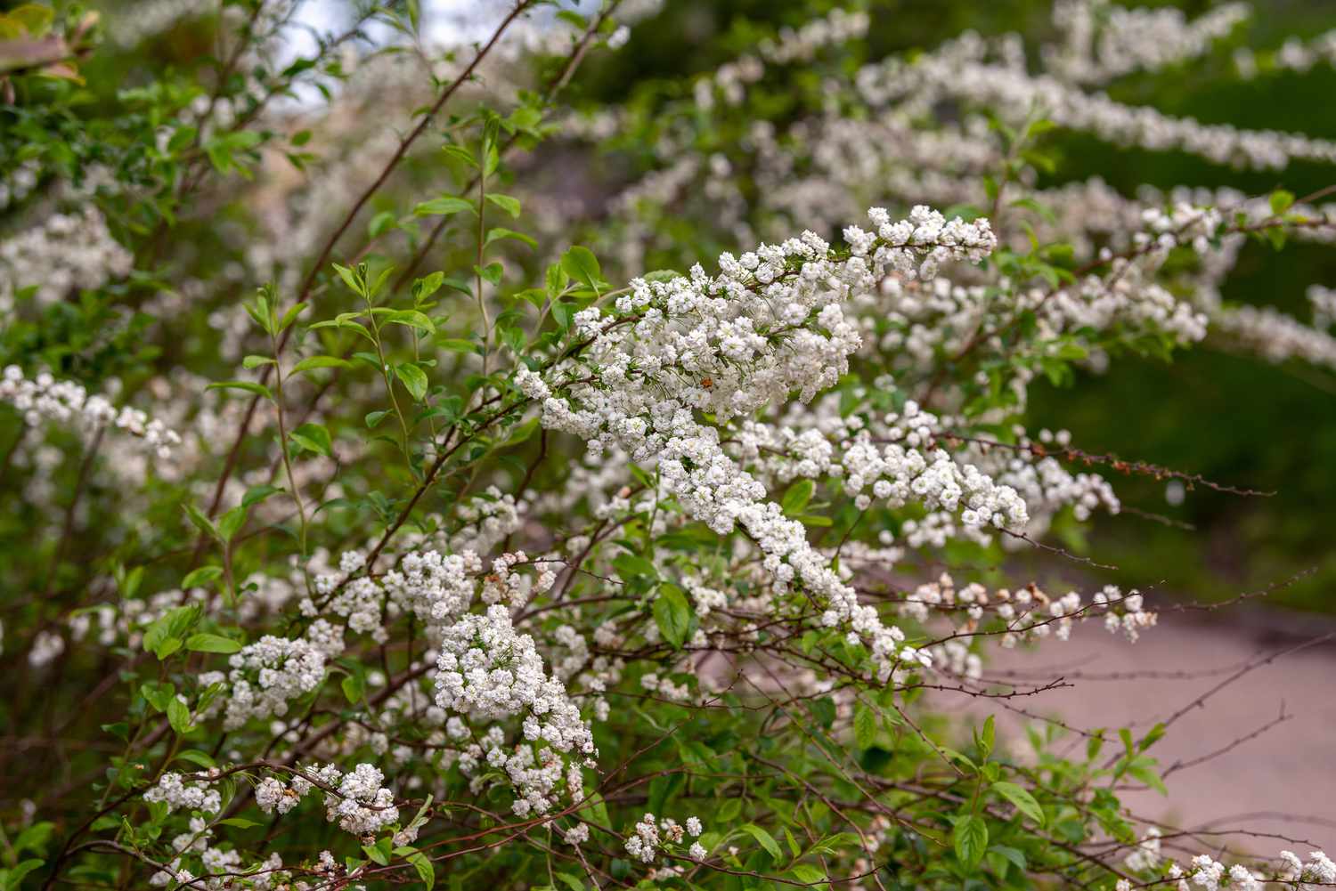 Brautkranz-Spirea-Strauch mit langen dünnen Zweigen mit kleinen gefüllten weißen Blüten