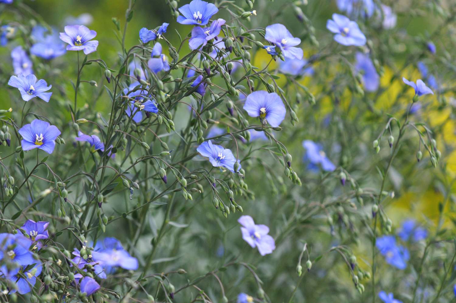 Flores de lino en tallos con capullos y pétalos azul claro