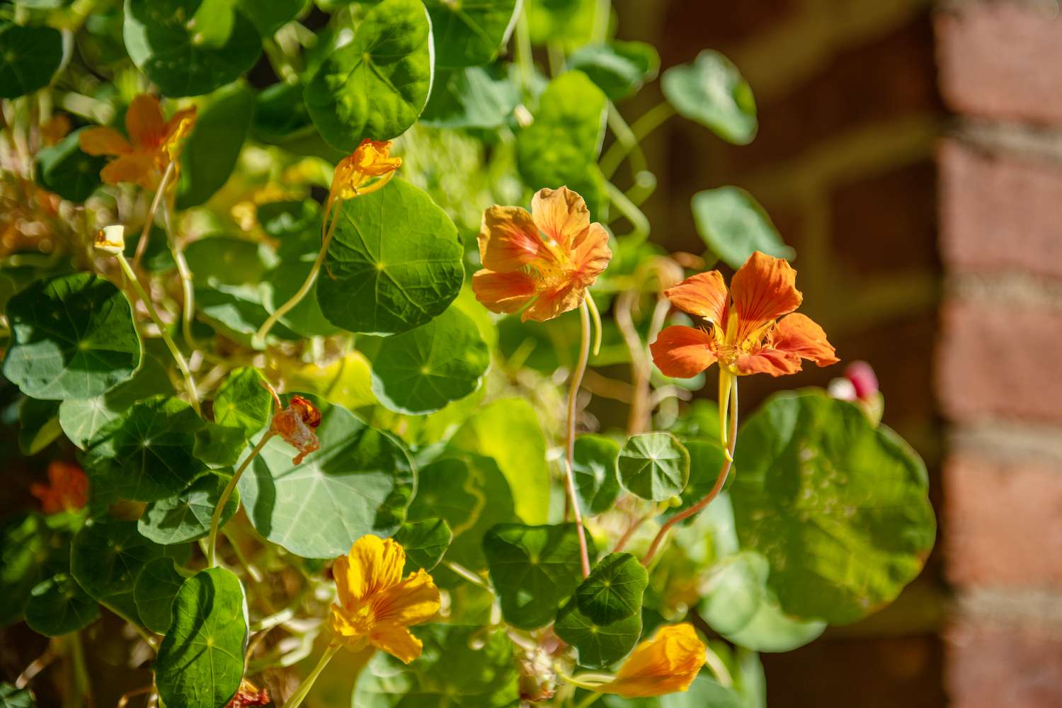 Kapuzinerkresseblüten in der Sonne