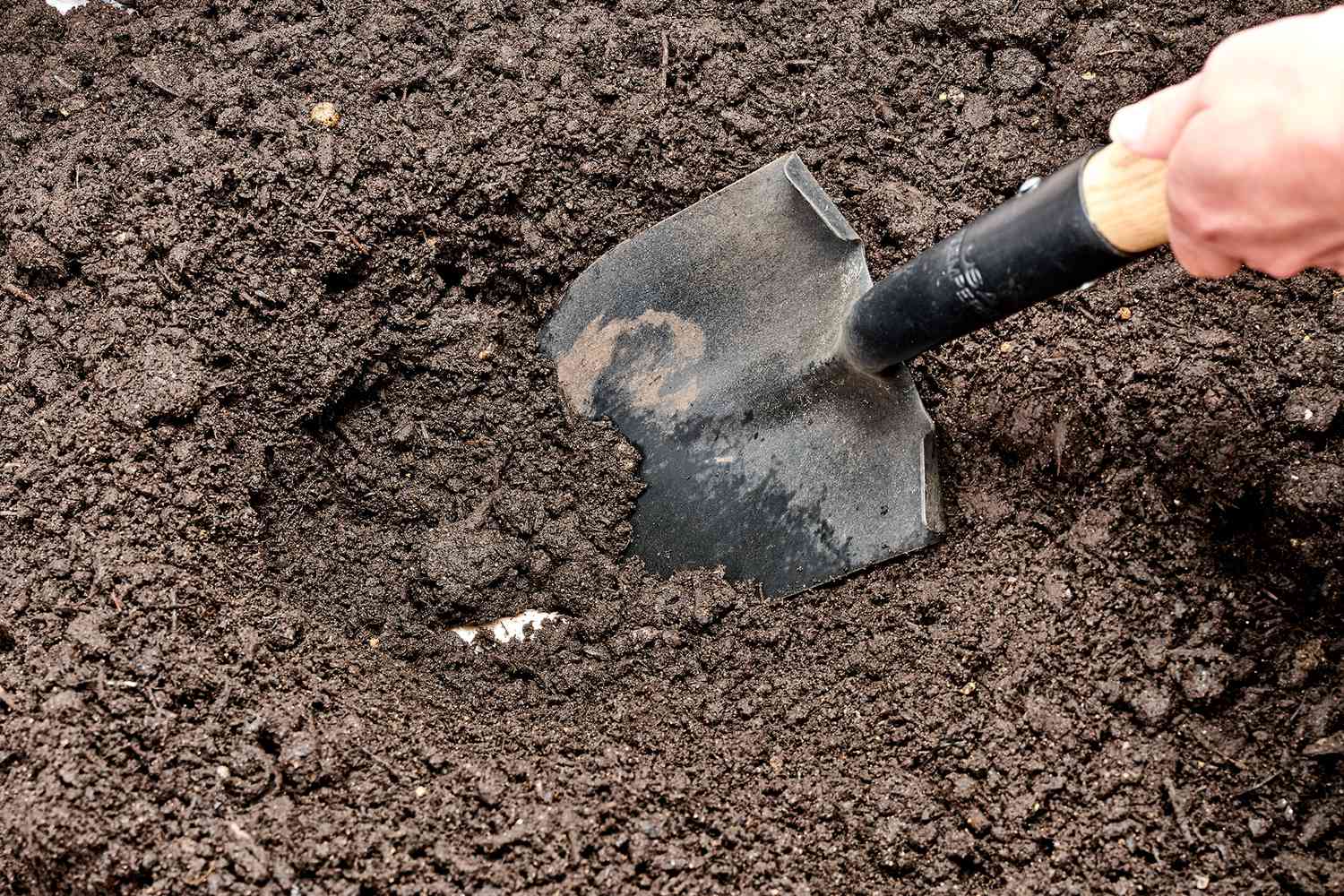 Soil dug up with shovel to expose PVC pipe 