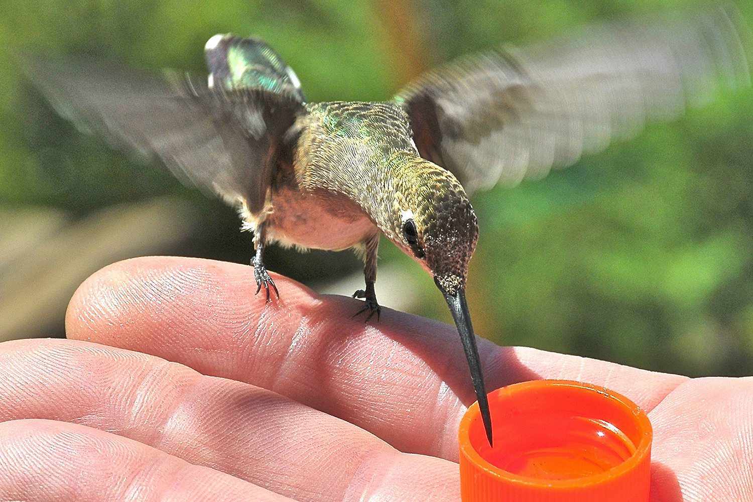 Hand-Feeding a Hummingbird