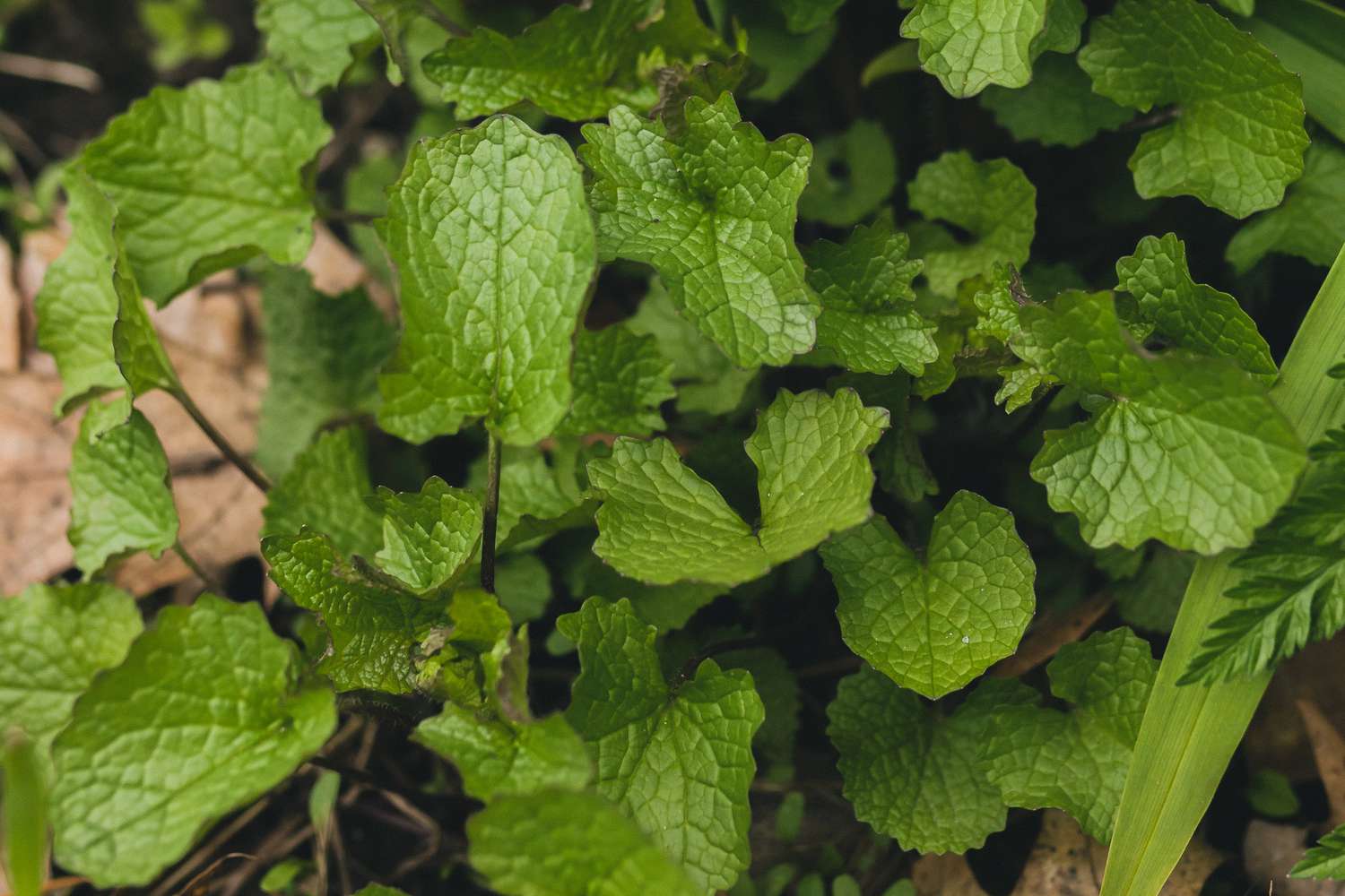 Cómo identificar y eliminar la mostaza del ajo