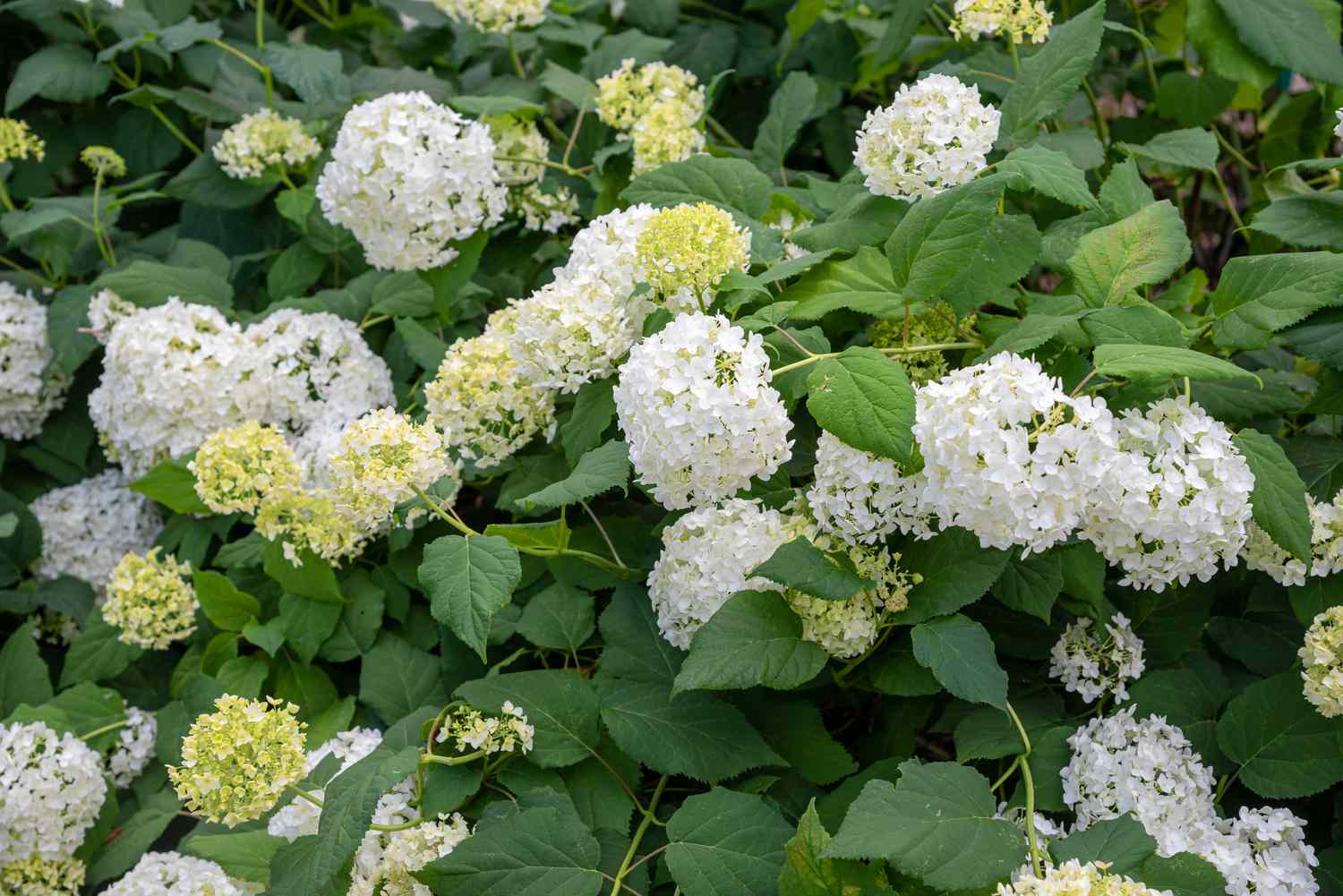 Arbusto de hortensias lisas con racimos de flores blancas y amarillo claro