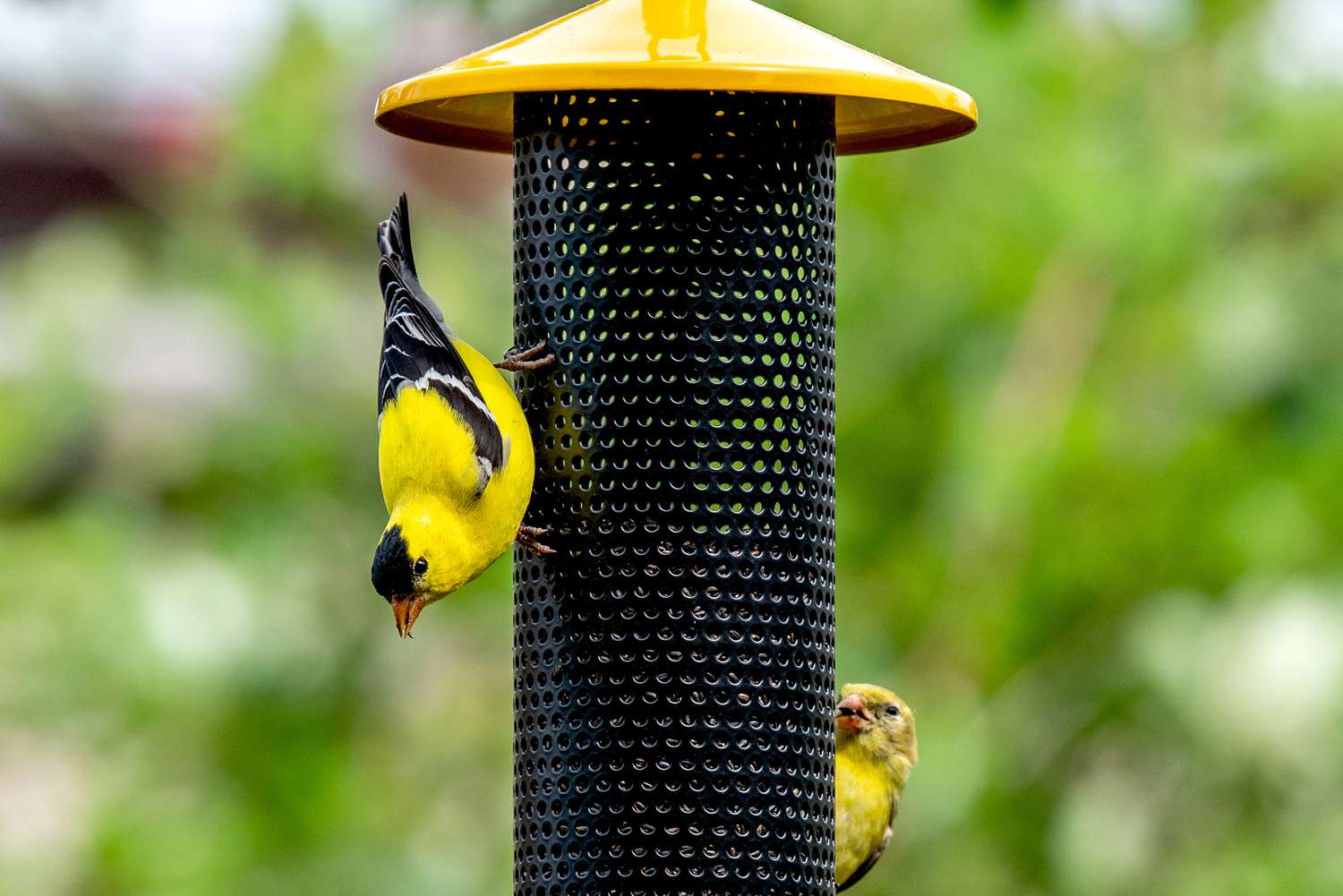 Stieglitze am schwarz-gelben Vogelfutterhaus fressen Nyjersamen in Großaufnahme