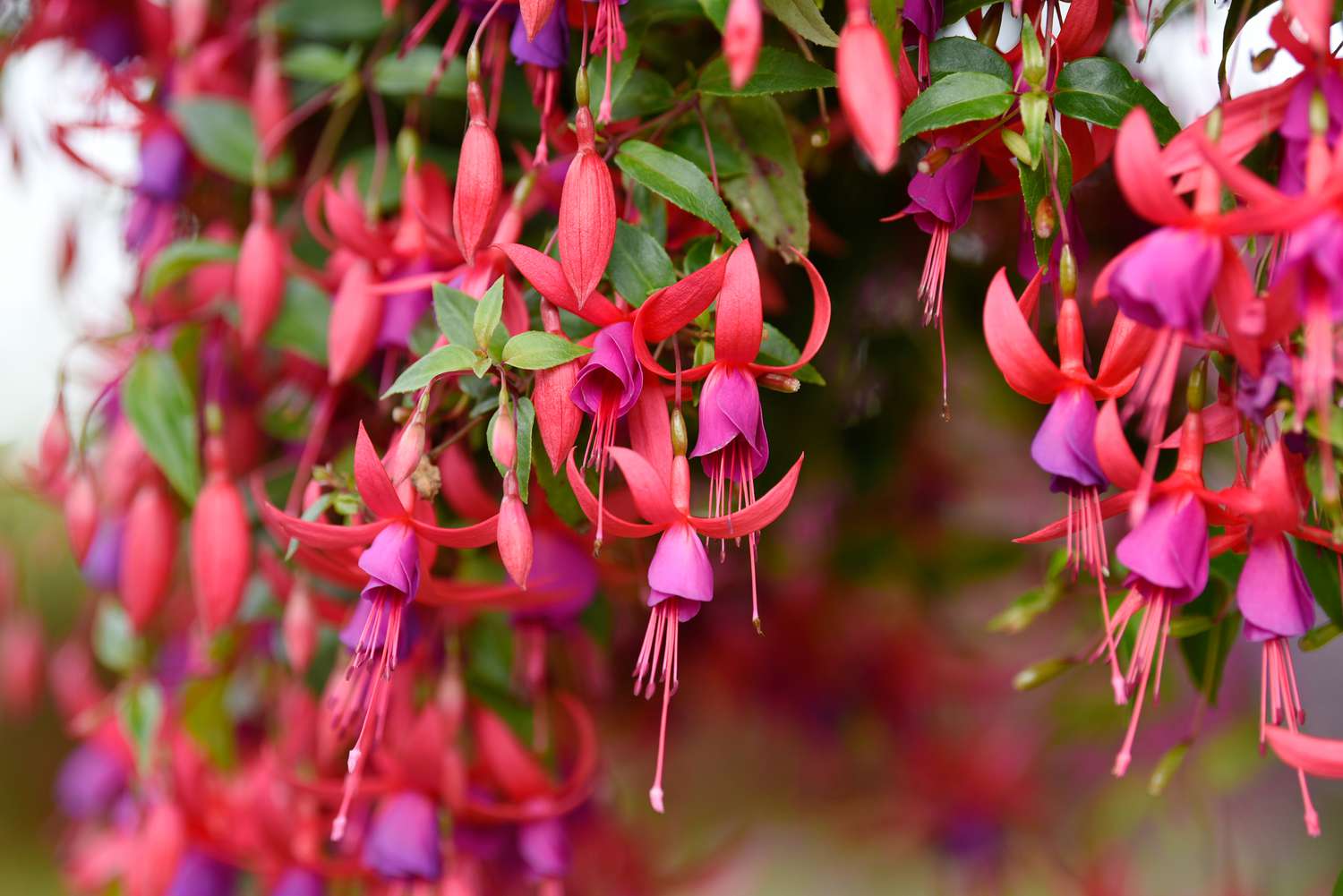 Fuchsienblüten mit rosa und roten Blüten, um Kolibris anzulocken