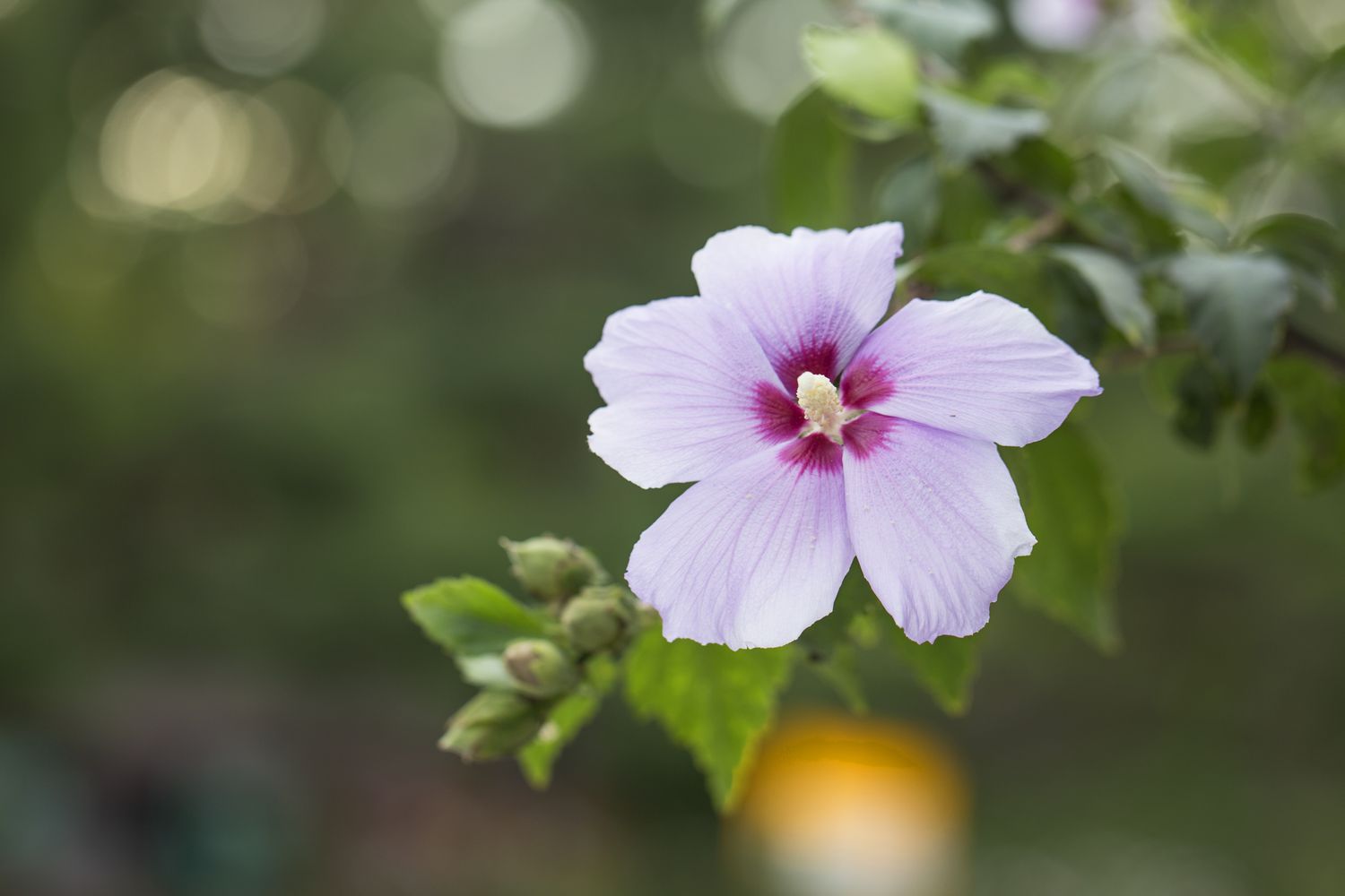 Warum werden die Blätter meiner Rose von Sharon gelb?