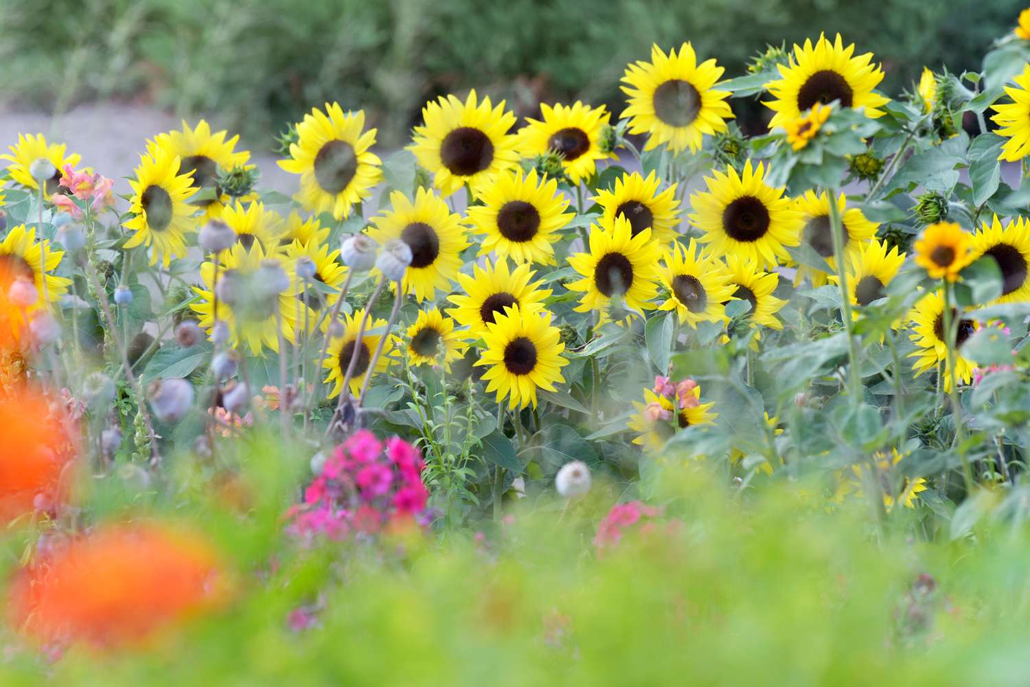 15 herausragende Sonnenblumensorten für den Anbau