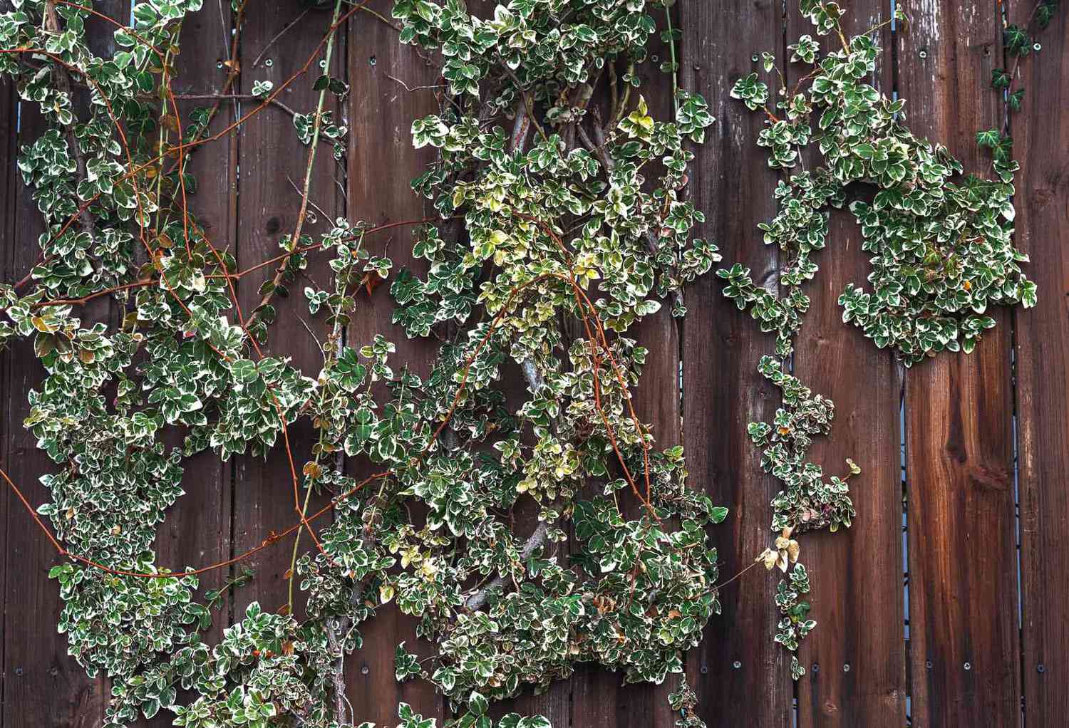 Smaragdgrüne, fröhliche Euonymus-Ranken klettern an einem dunklen Holzzaun mit kleinen grünen und weißen Blättern