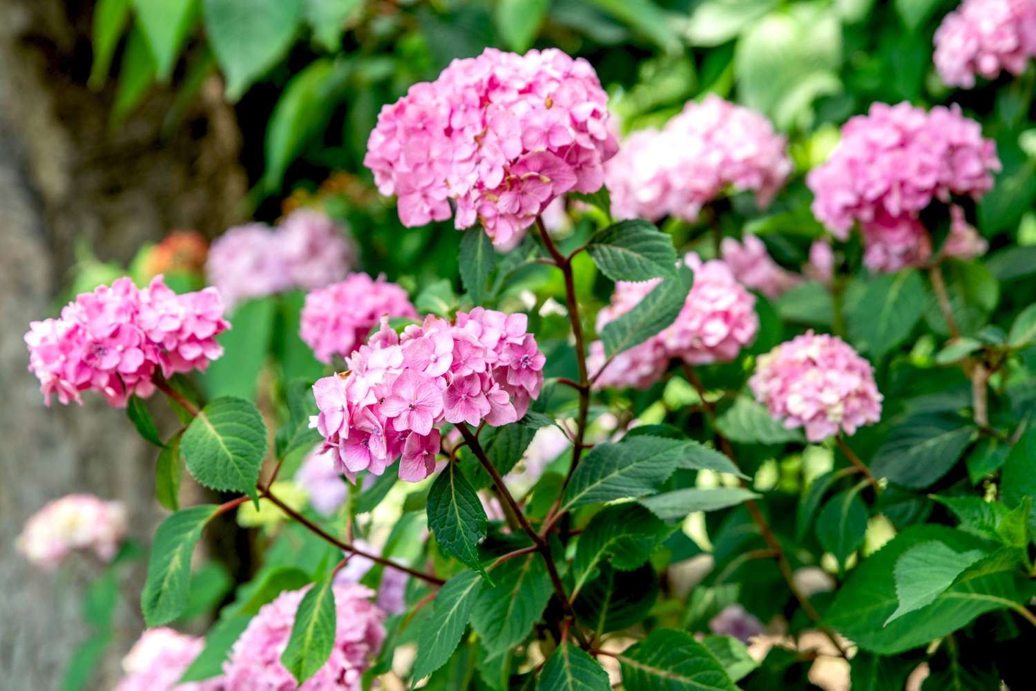 Blühender Hortensienstrauch mit hohen Stämmen und rosa Blütenbüscheln an den Zweigenden