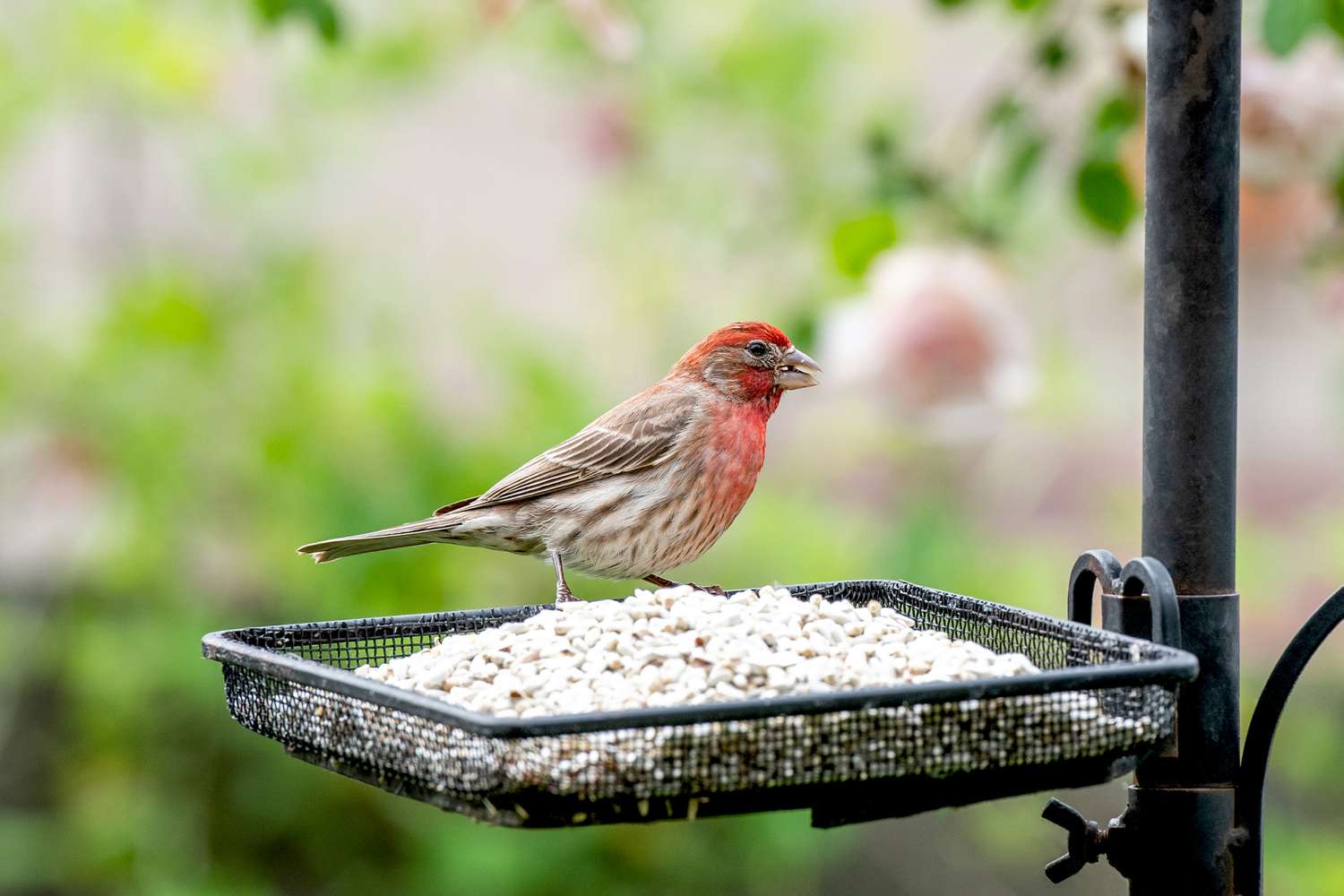 Roter und brauner Hausfink auf Vogelfutterschale mit Saflorsamen