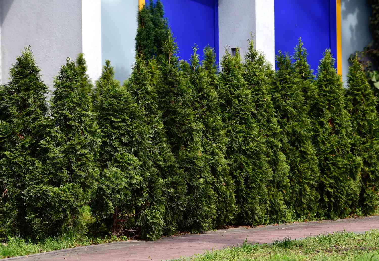 Arbres arborvitae vert émeraude le long d'une allée de briques et d'un bâtiment blanc et bleu