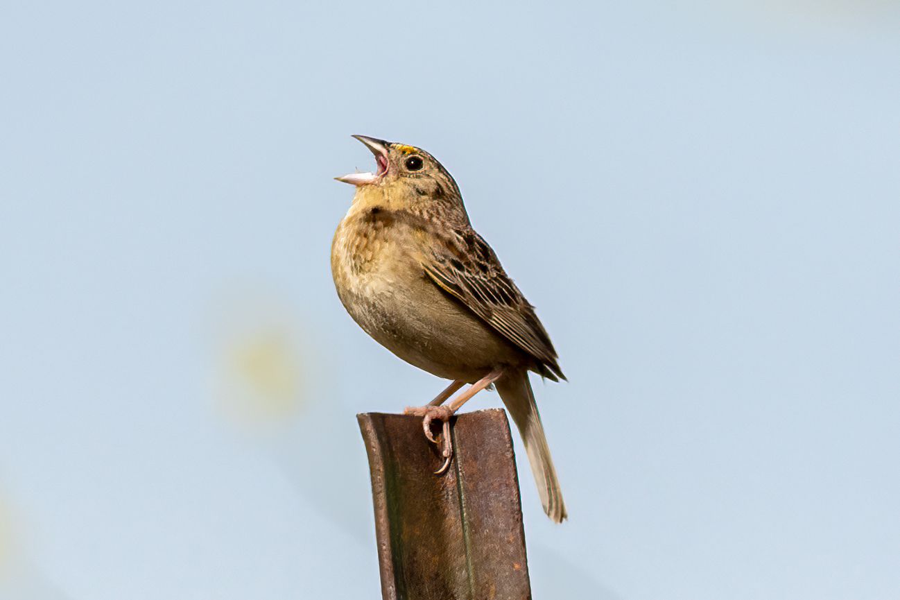 Hellbrauner Spatz zwitschert auf einem Metallpfosten