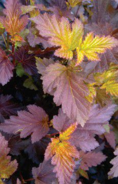 Ninebark - Physocarpus opulifolius 'Center Glow'