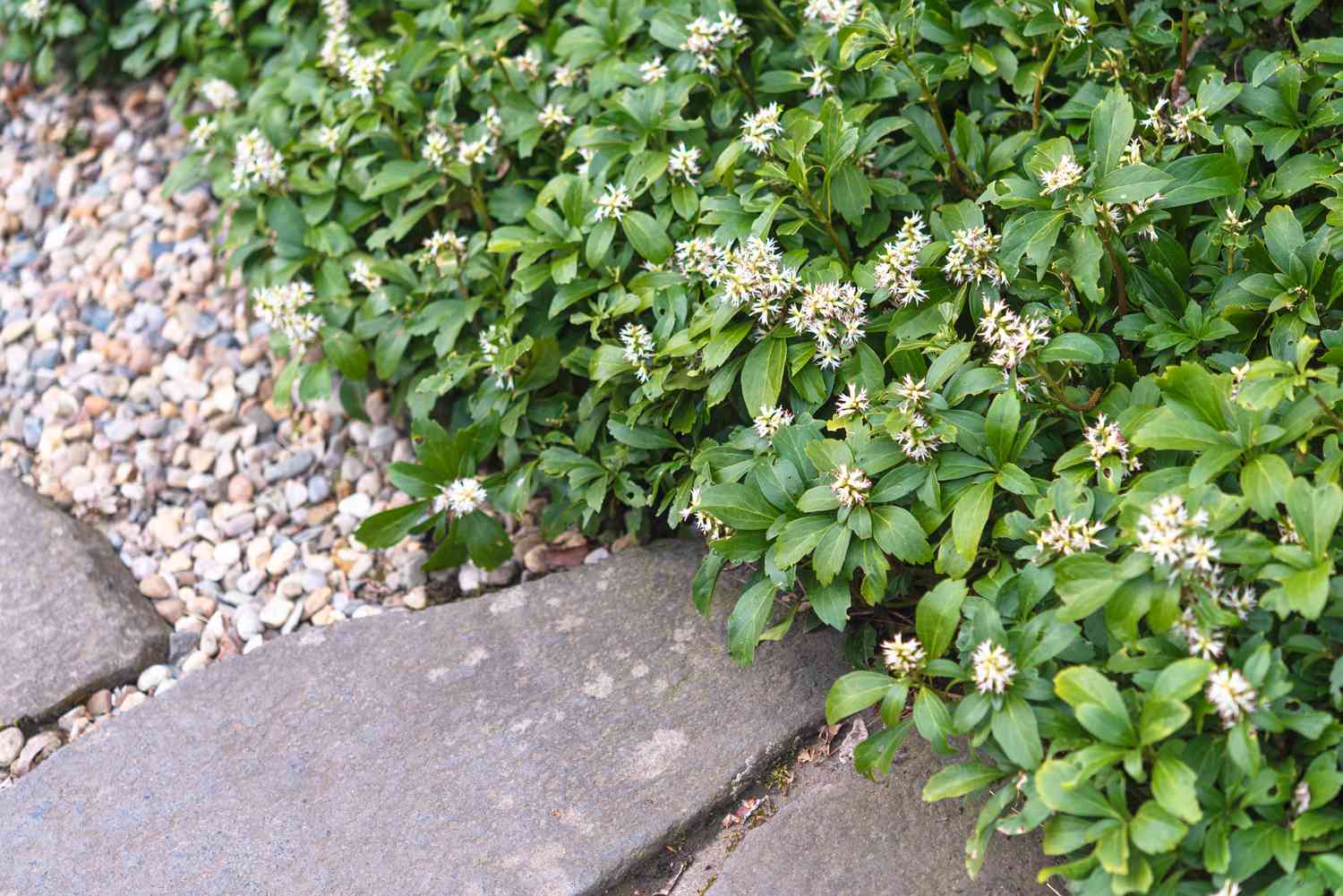 Pachysandra plant with small white flower clusters and leaves covering ground near stone edge