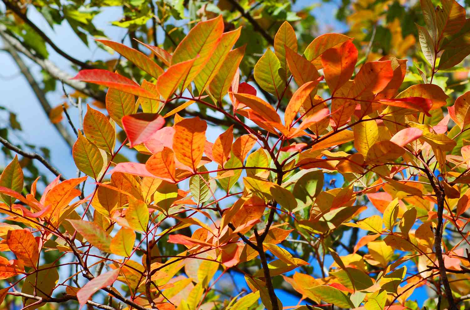 Fall foliage of poison sumac shrubs.