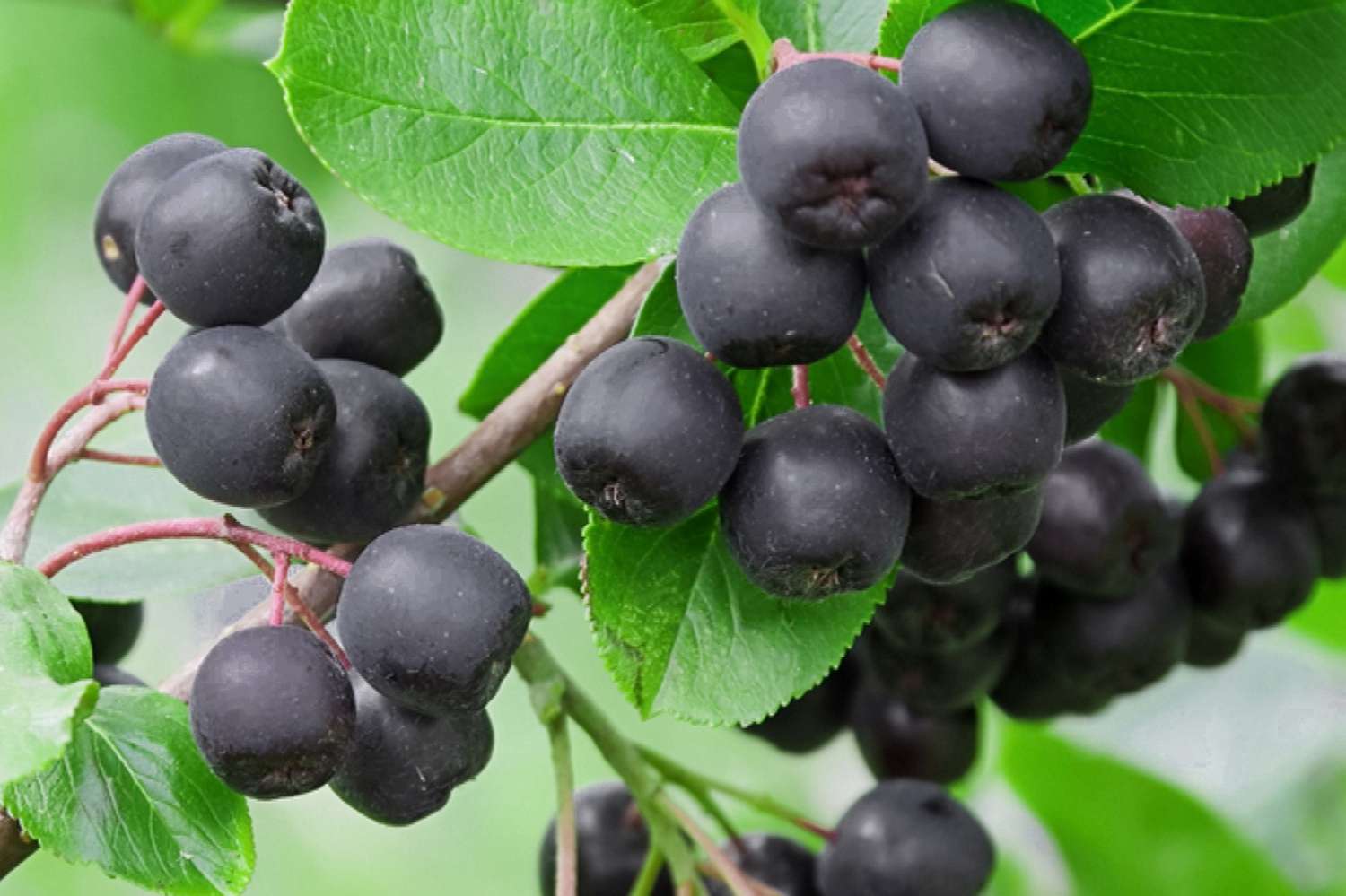 Como cultivar e cuidar do Chokeberry preto