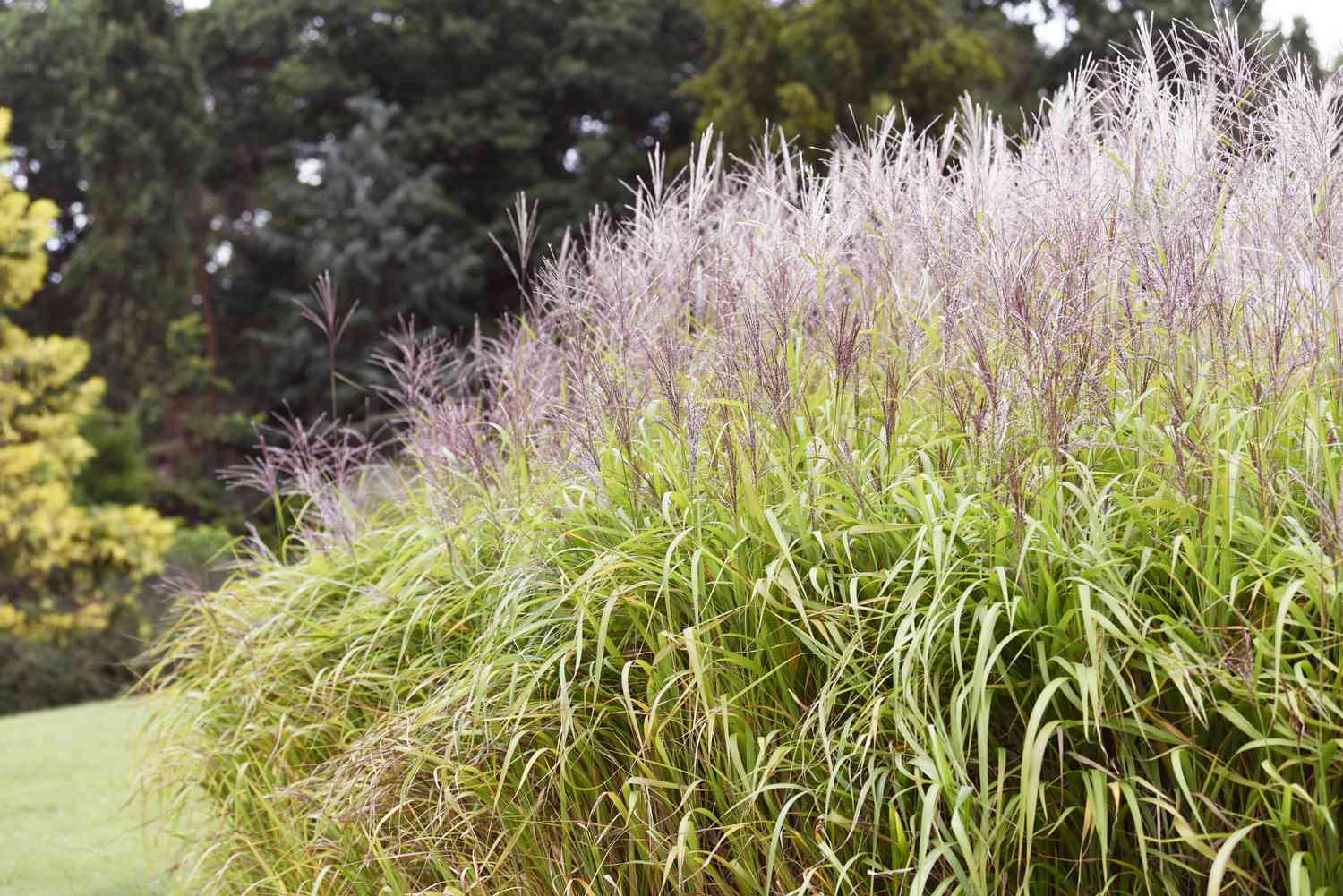 Eulalia-Gras mit hellbraunen Samenköpfen auf langen dünnen Blattspreiten