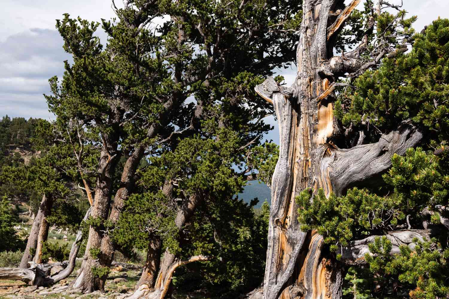 Bristlecone-Kiefern mit grauer und hellbrauner Rinde, umgeben von immergrünen Blättern