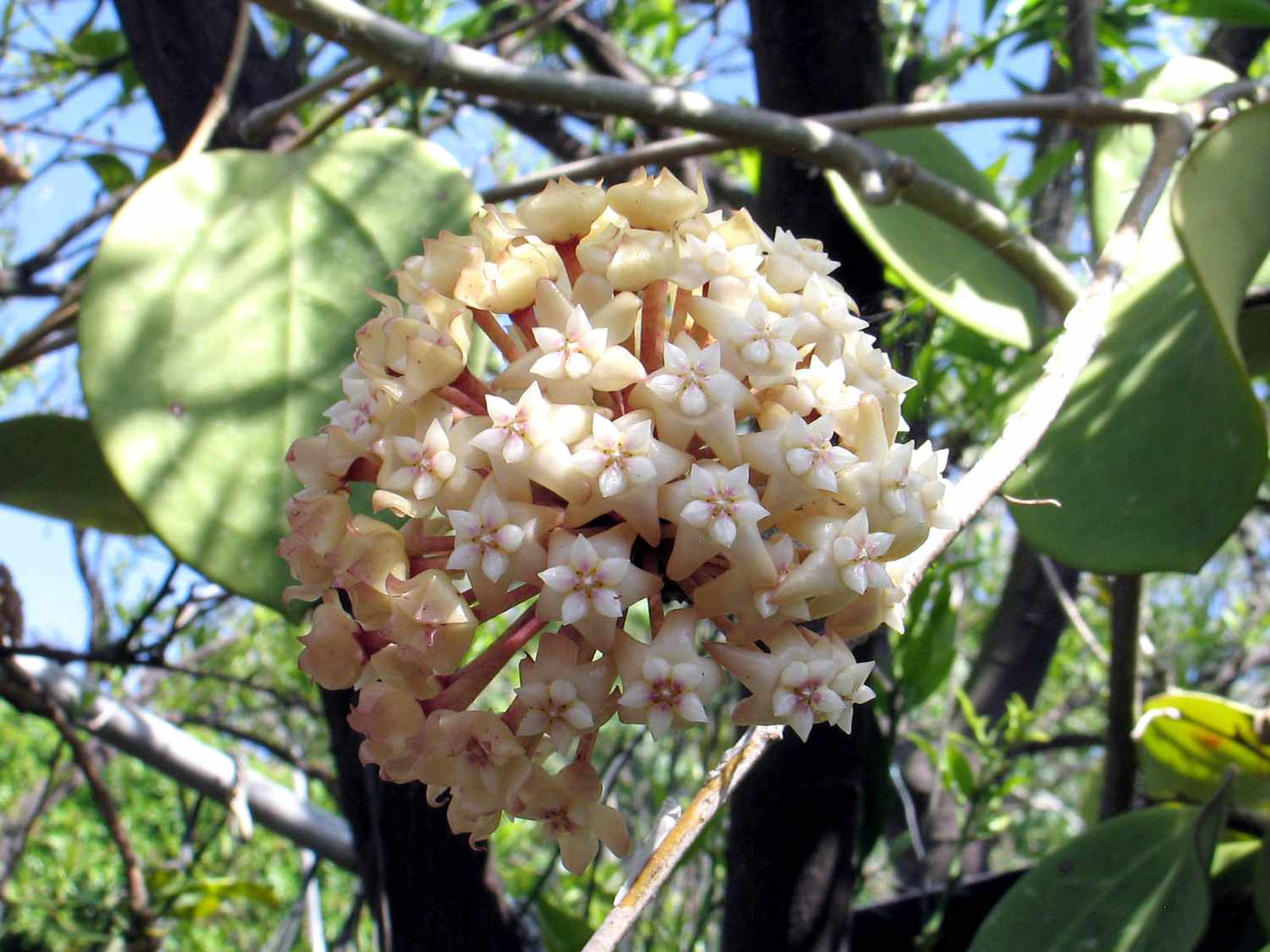 Nahaufnahme einer Hoya latifolia-Blüte