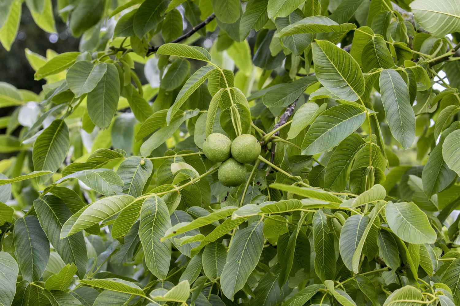 Schwarzwalnuss (Juglans nigra) belaubter Zweig mit Früchten