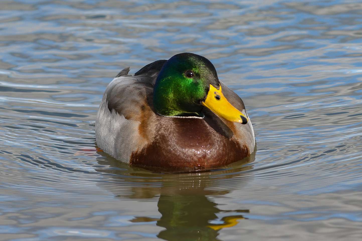 Pato-real com cabeça verde e corpo marrom nadando