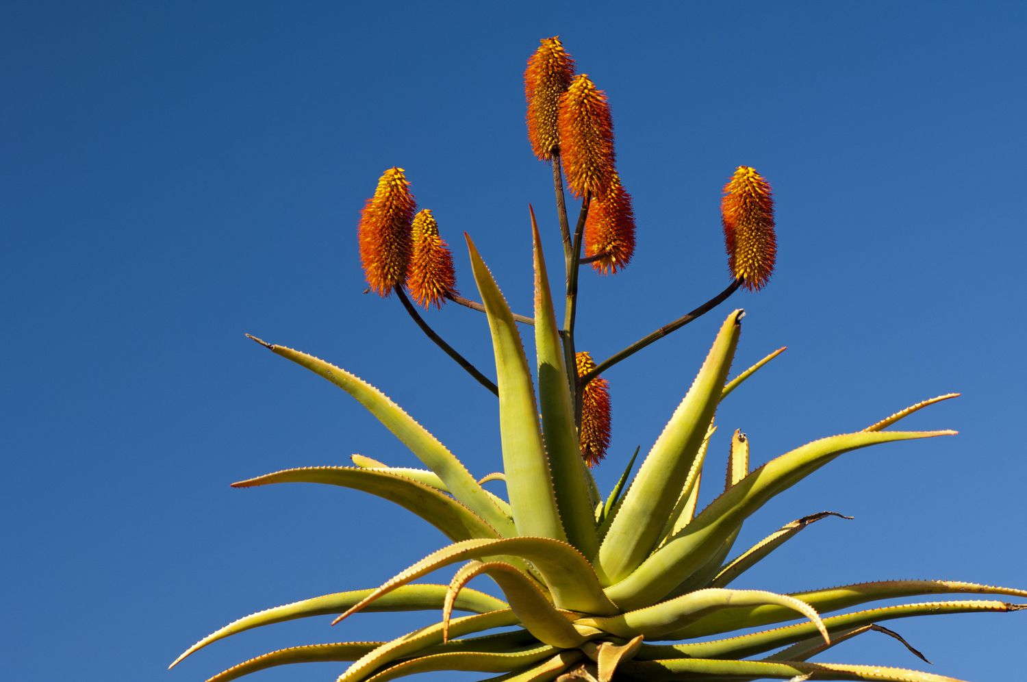 Aloe ferox