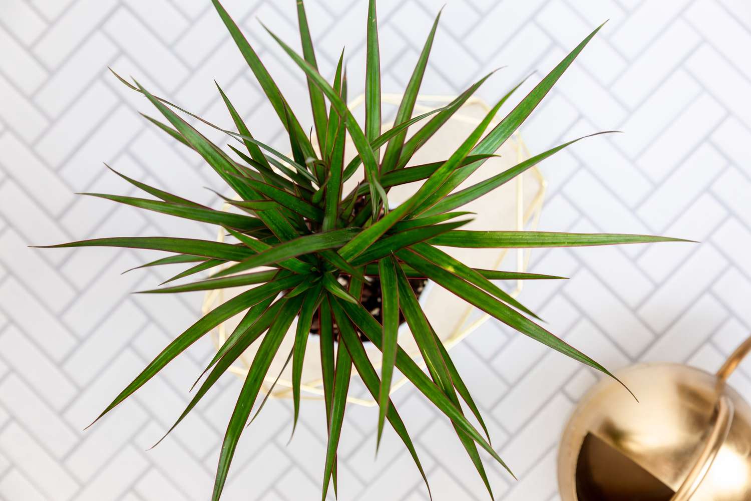 Wie man Dracaena Draco (Drachenbaum) im Haus anbaut