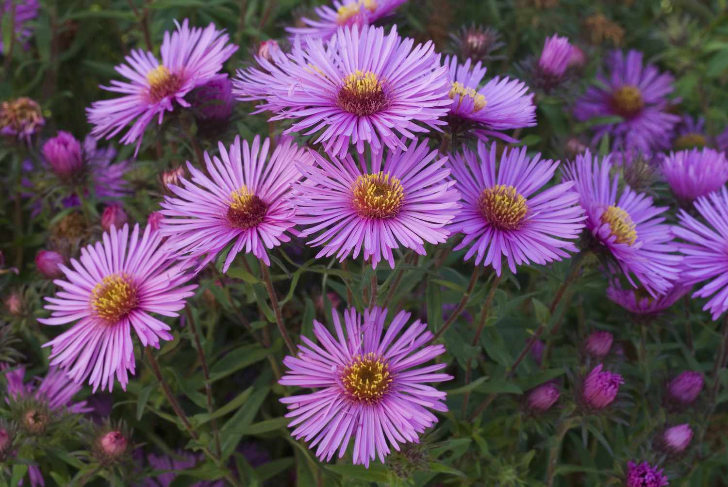 New England aster flowers with purple petals and yellow centers.
