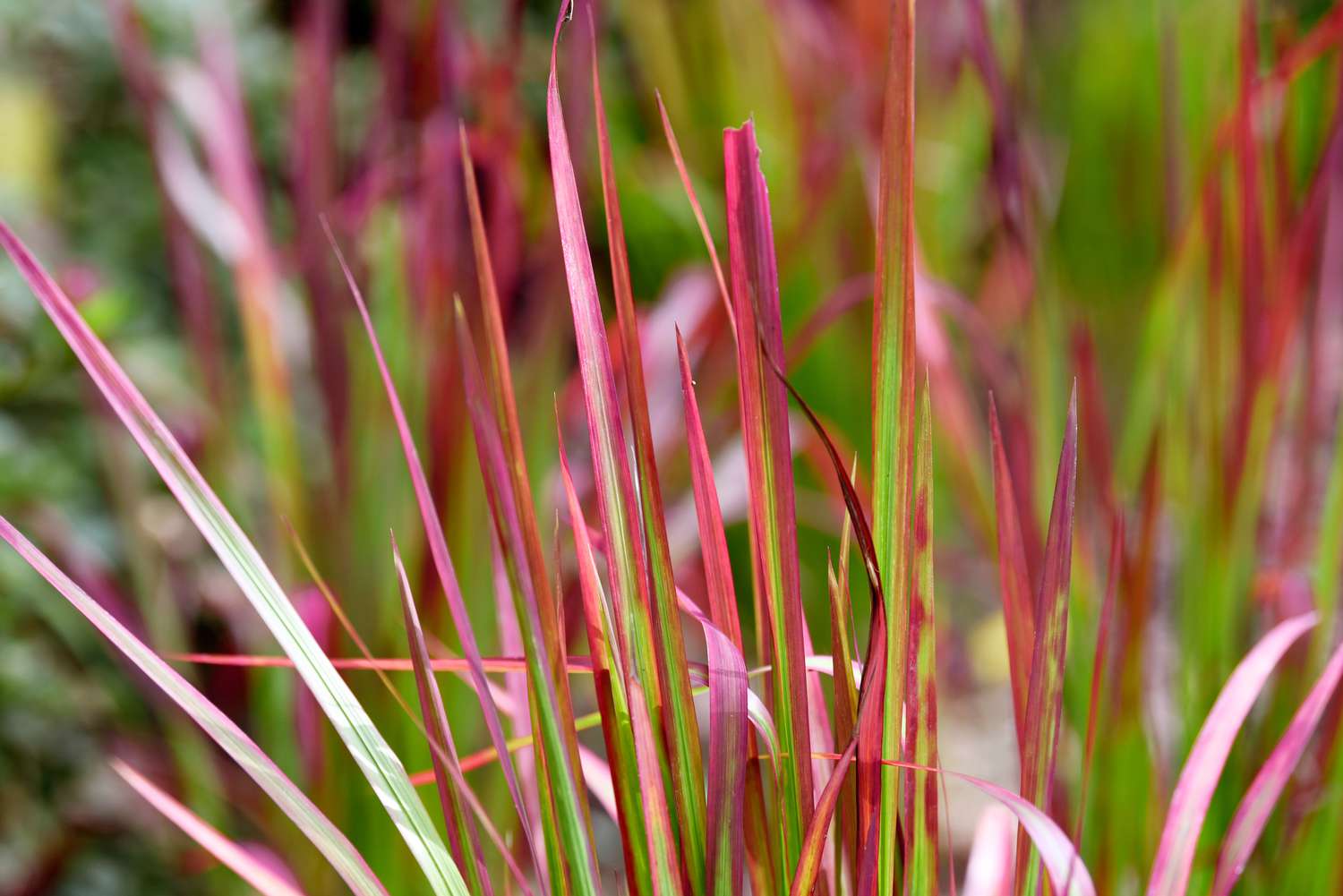 Japanisches Blutgras mit rosa Blattspitzen in Nahaufnahme