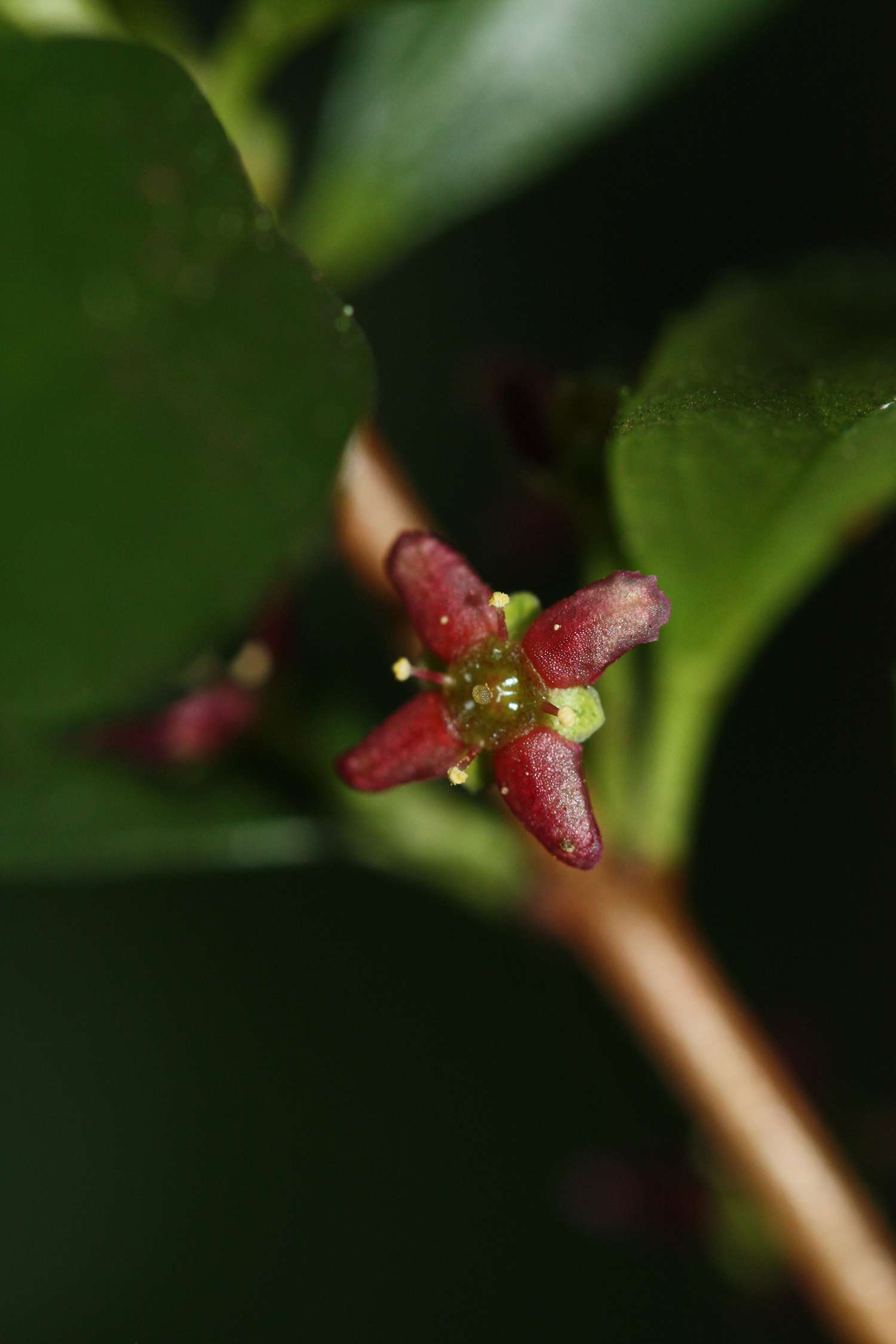 Primer plano de la flor del Amante de la Montaña de color púrpura rojizo