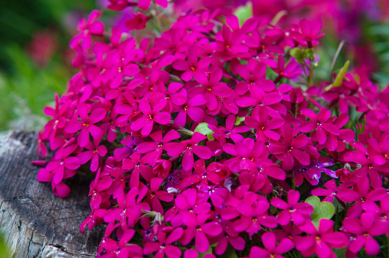 Creeping phlox plant with bright pink flowers clustered on tree stump closeup