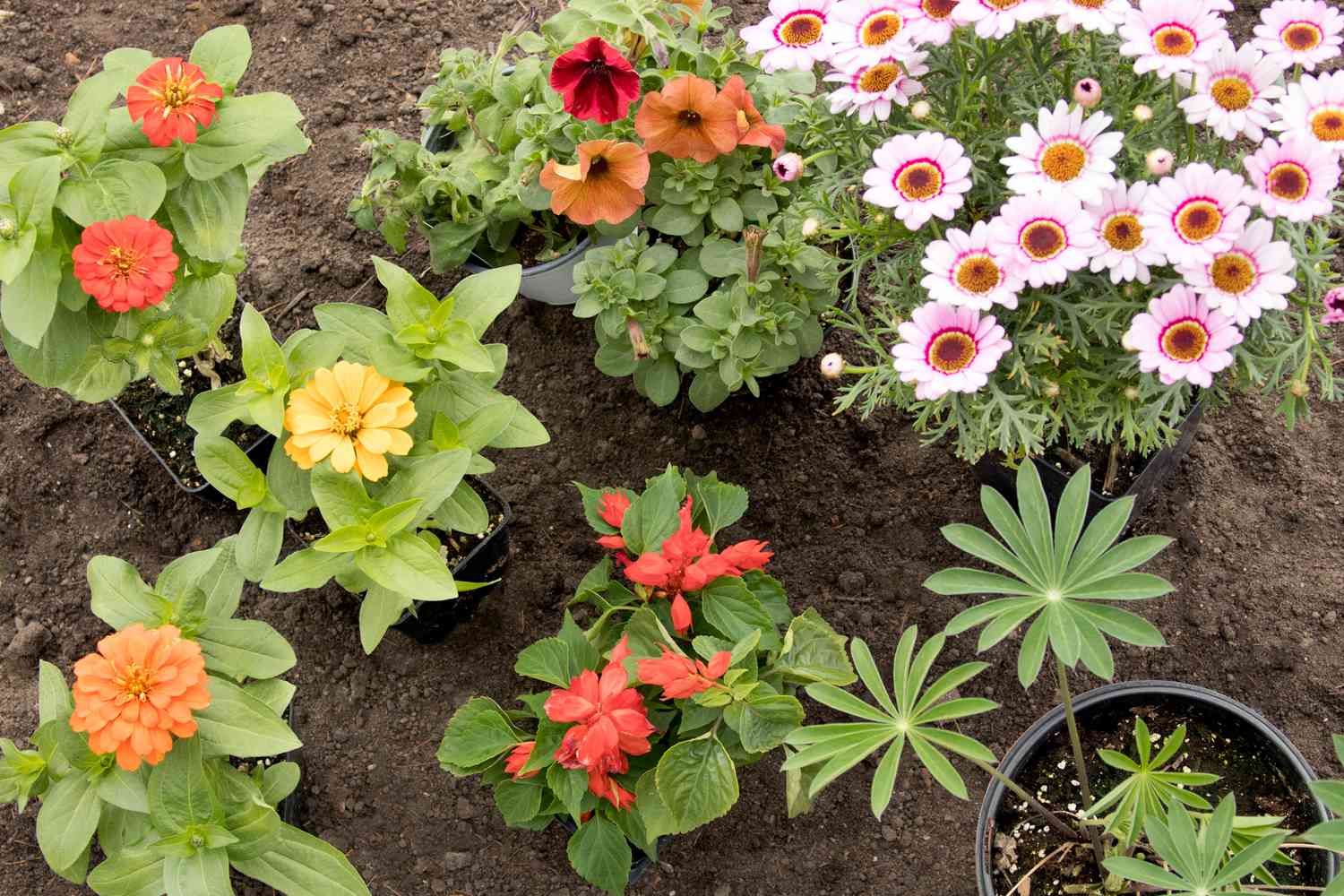 Flores de colores brillantes dispuestas para el jardín de colibríes