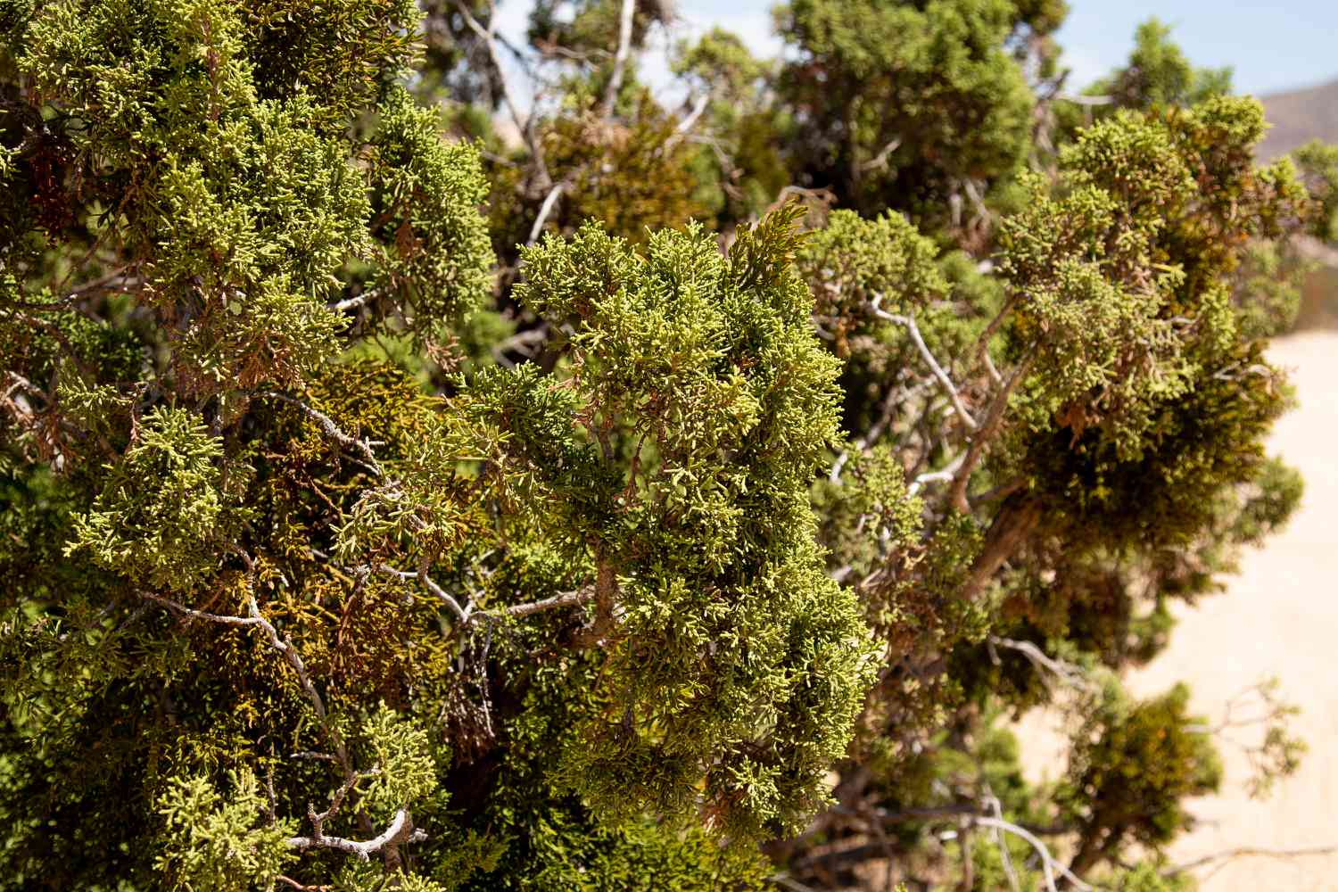 Kalifornischer Wacholderbaum mit verdrehten Ästen, die mit dichten schuppenartigen Blättern bedeckt sind