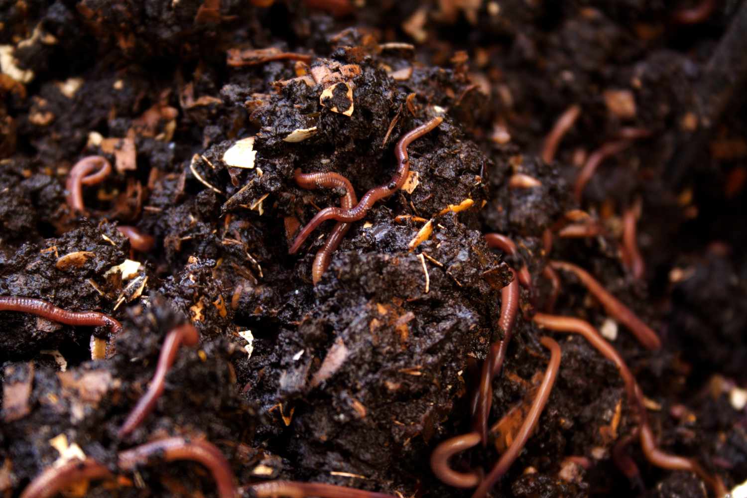 Warum versuchen meine Würmer, aus meinem Kompostbehälter zu entkommen?
