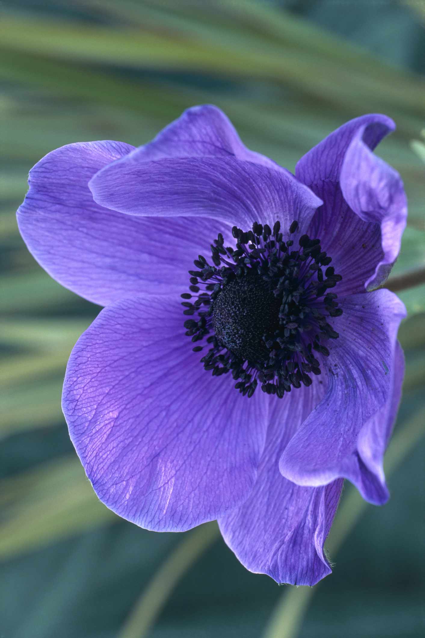 'Mr. Fokker' Anemone mit lila Blütenblättern