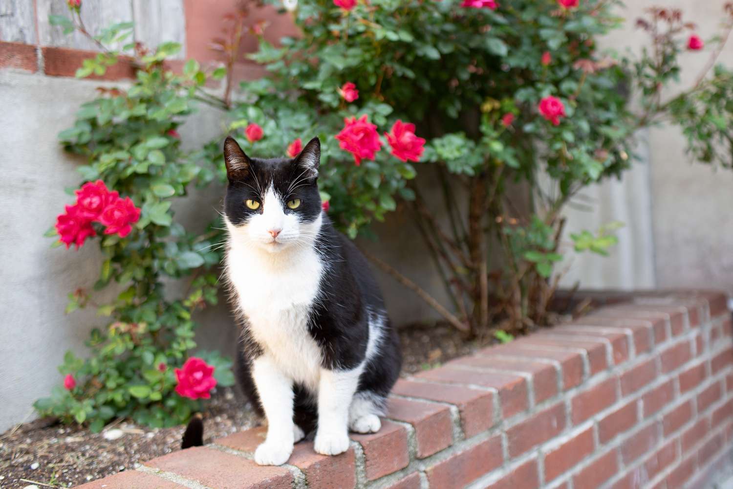 Cómo mantener a los gatos alejados de su patio o jardín