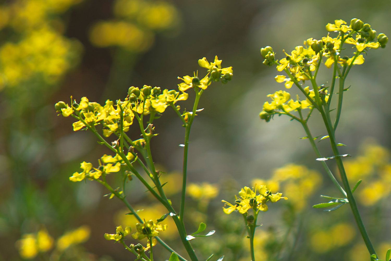 primer plano de flores de ruda